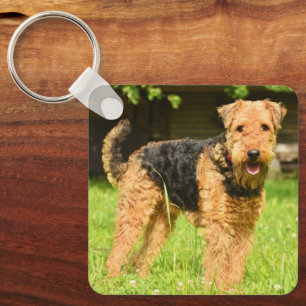 Chaveiro Airedale Terrier Puppy Dog