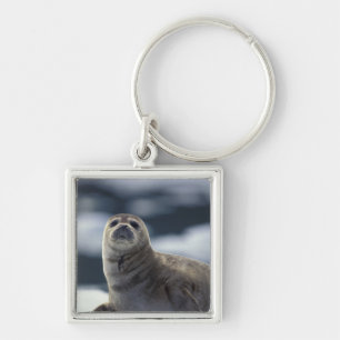 Chaveiro Alasca, região sudeste Foca-harbor no gelo