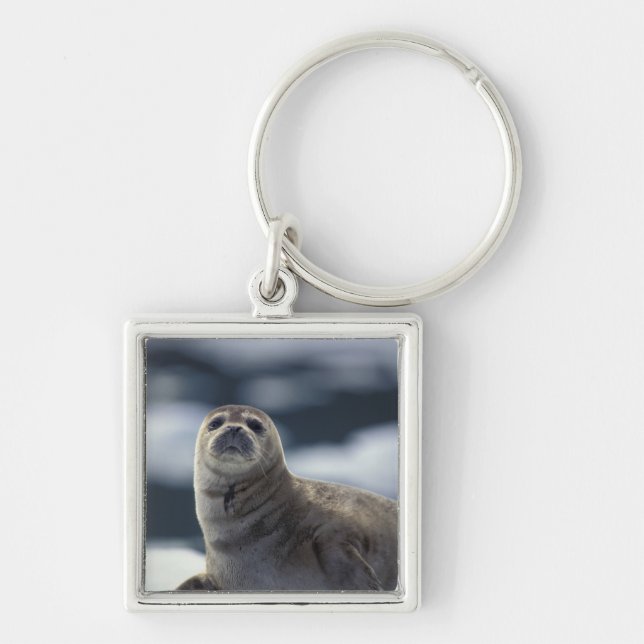 Chaveiro Alasca, região sudeste Foca-harbor no gelo (Frente)