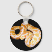 Albino Ball Python