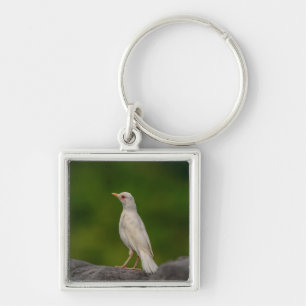 Chaveiro Albino Robin em Crown Point