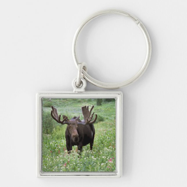 Chaveiro Alce macho Alces alces) em flores silvestres, (Frente)