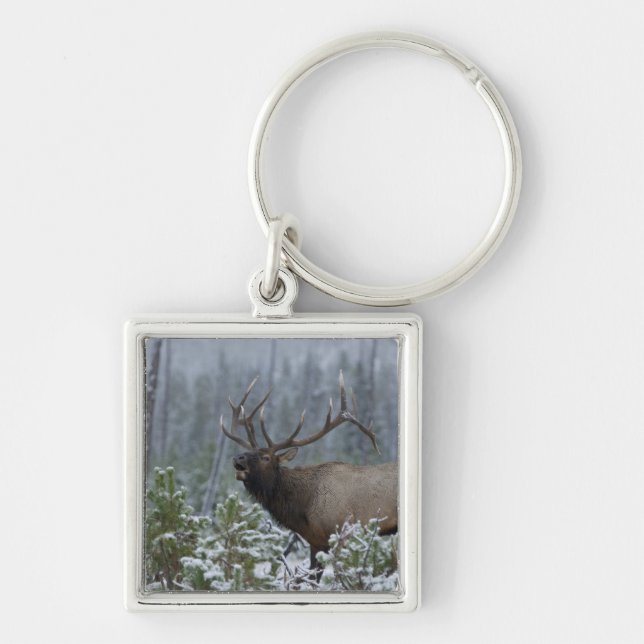 Chaveiro Alce macho na neve chamando, buglando, Yellowstone (Frente)