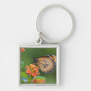 Chaveiro Aleitamento de borboletas soldado (Danaus eresimus