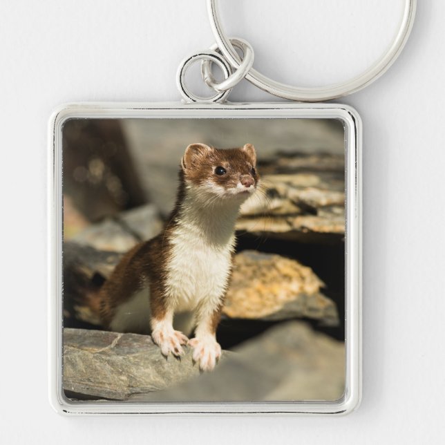 Chaveiro Alerta Weasel (Frente)