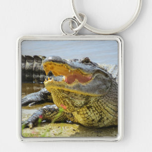 Chaveiro Alligator. Face a face