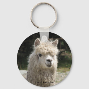 Chaveiro Alpaca, Parque Llaviucu, Equador