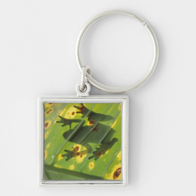 Chaveiro AMÉRICA CENTRAL, Costa Rica, sapo iluminado por tr (Frente)