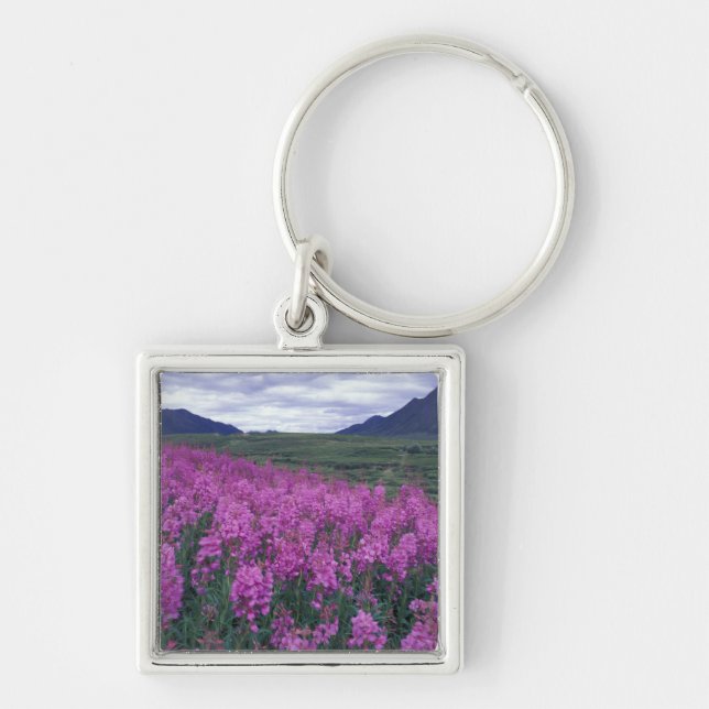Chaveiro América do Norte, Canadá, Yukon. Fireweed floresce (Frente)