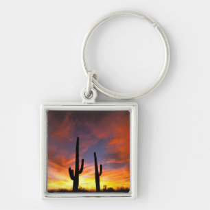 Chaveiro América do Norte, EUA, Arizona, Deserto de Sonora.