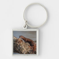 American Mink