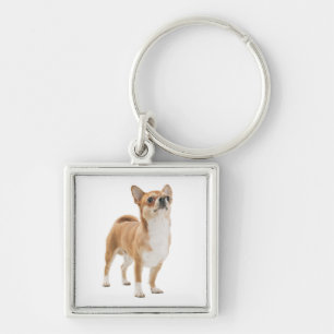 Chaveiro Amor Chihuahua Puppy Dog Key Chain