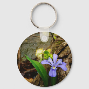 Chaveiro Anã-Caverna-Iris, flor branca púrpura azul-púrpura