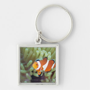 Chaveiro Anemonefish 4 do palhaço