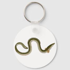 Chaveiro Anguilla anguilla