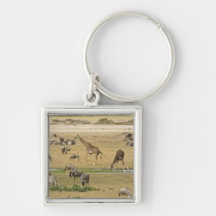 Chaveiro Animais selvagens, Zebras e Girafas se reúnem em u
