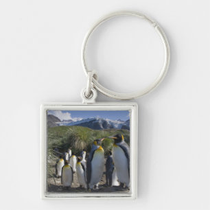 Chaveiro Antártica, Ilha da Geórgia do Sul (Reino Unido), R