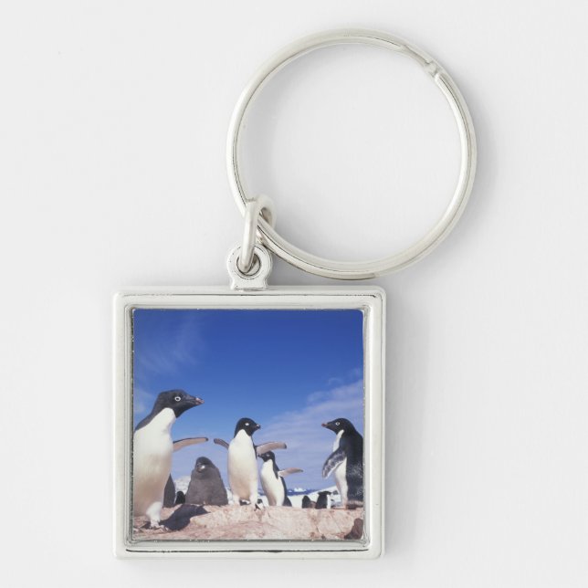 Chaveiro Antártica, Pinguim Adelie Pygoscelis (Frente)
