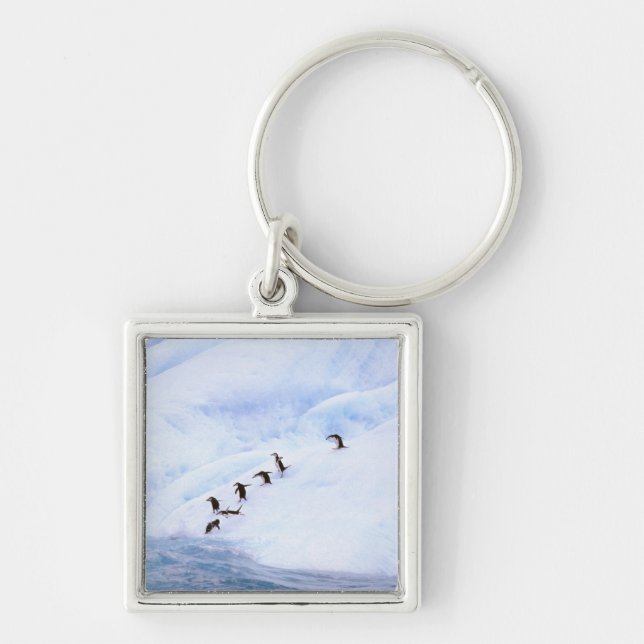 Chaveiro Antártida, Península Antártica. Pinguim-de-barbich (Frente)