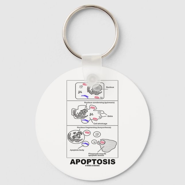 Chaveiro Apoptose (Morte Celular Biológica) (Frente)