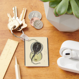 Chaveiro Arraias-lixas manchadas vintage, animais marinhos