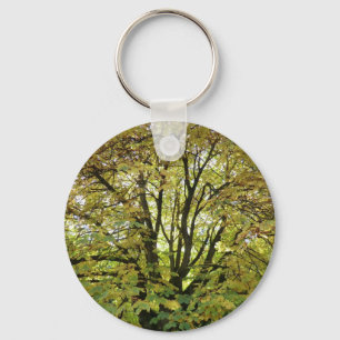 Chaveiro Árvore de castanha do cavalo do outono