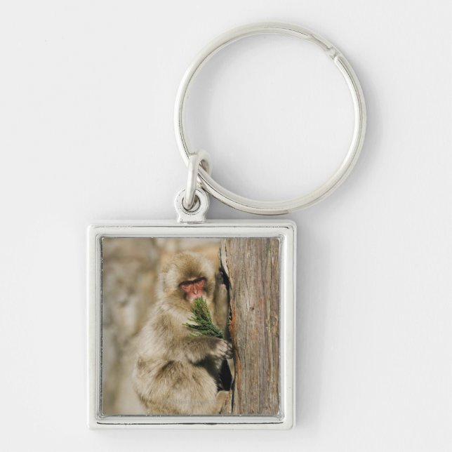 Chaveiro Árvore de escalada do Macaque japonês, comendo as (Frente)