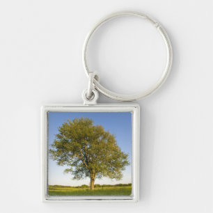 Chaveiro Árvore de maple solitário em campo de feno na Fa