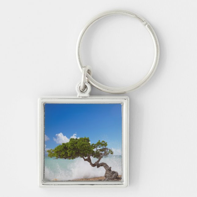 Chaveiro Árvore Divi Divi, Praia Eagle, Aruba, Caribe (Frente)