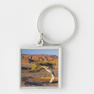 Chaveiro Árvore Enrugada E Terras Desérticas, Richtersveld