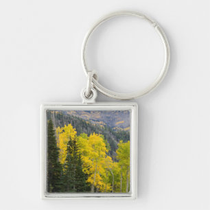 Chaveiro Árvores de Aspen (Populus Tremuloides) e Coníferas