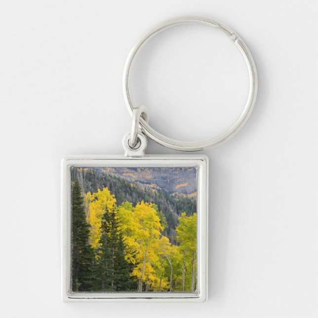 Chaveiro Árvores de Aspen (Populus Tremuloides) e Coníferas (Frente)