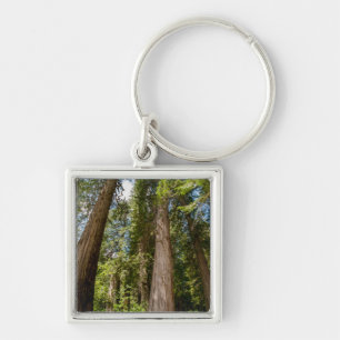 Chaveiro Árvores de Cedro Vermelho Ocidental