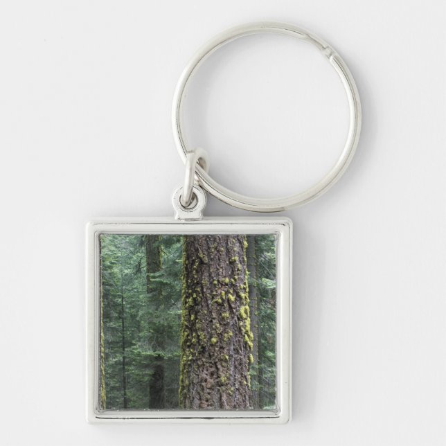 Chaveiro Árvores de sequóia gigante na floresta, Sequoia e (Frente)