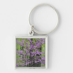 Chaveiro Árvores Redbud em plena floração de primavera pert