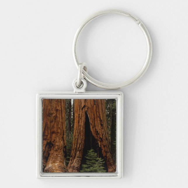 Chaveiro Árvores Redwood, Parque Nacional Sequoia. (Frente)
