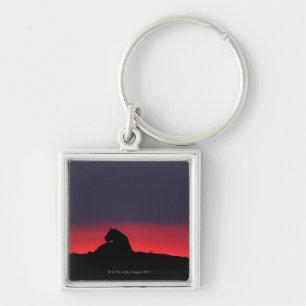 Chaveiro Assento da leoa (Panthera leo), no por do sol,