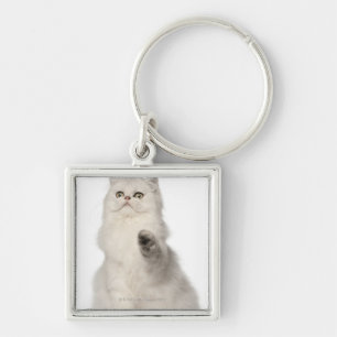 Chaveiro Assento do gato persa