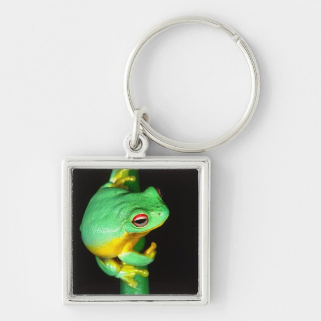 Chaveiro Australian Red Eye Treefrog, Litoria chloris, (Frente)