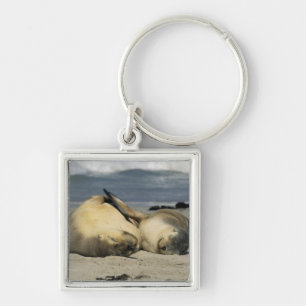 Chaveiro Australian Sea Lions, Neophoca cinerea),