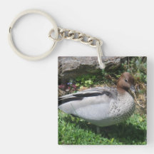 Australian Wood Duck in Tranquil Garden