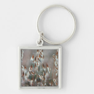 Chaveiro Aveia De Ripe (Avena Sativa) Fechar. Ceres, Boland