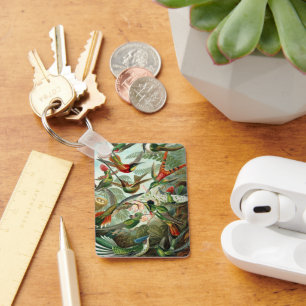 Chaveiro Aves-humanos por Ernst Haeckel, Árvores de Aves Vi