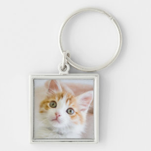 Chaveiro Azul doce gatinho Eyed