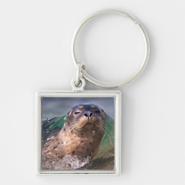 Chaveiro Baby Harbor Seal (Frente)