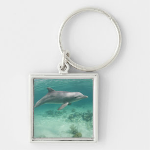 Chaveiro Bahamas, Ilha de Grand Bahama, Freeport, Cativo 6