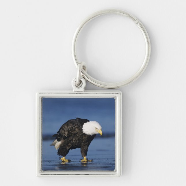Chaveiro Bald Eagle (Frente)