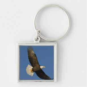 Chaveiro Bald Eagle, Haliaeetus leucocephalus, Homer,