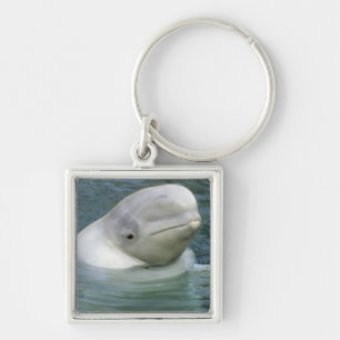 Chaveiro Baleia Beluga, Delphinapterus leucas)