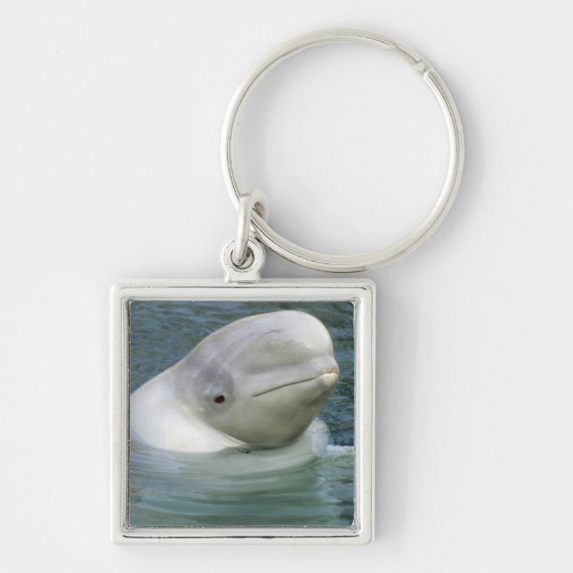 Chaveiro Baleia Beluga, Delphinapterus leucas) (Frente)